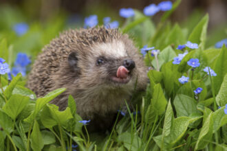 rezultate surprinzatoare dupa ce oamenii de stiinta au masurat auzul ariciului european 69b70cd1c672a