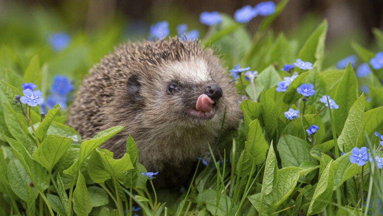 rezultate surprinzatoare dupa ce oamenii de stiinta au masurat auzul ariciului european 69b70cd1c672a