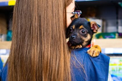 targ de adoptii aspa in ultimul weekend din martie o gasca de catelusi va veni la maxi pet mihai bravu sa si gaseasca o familie iubitoare 69b95cbc5156d