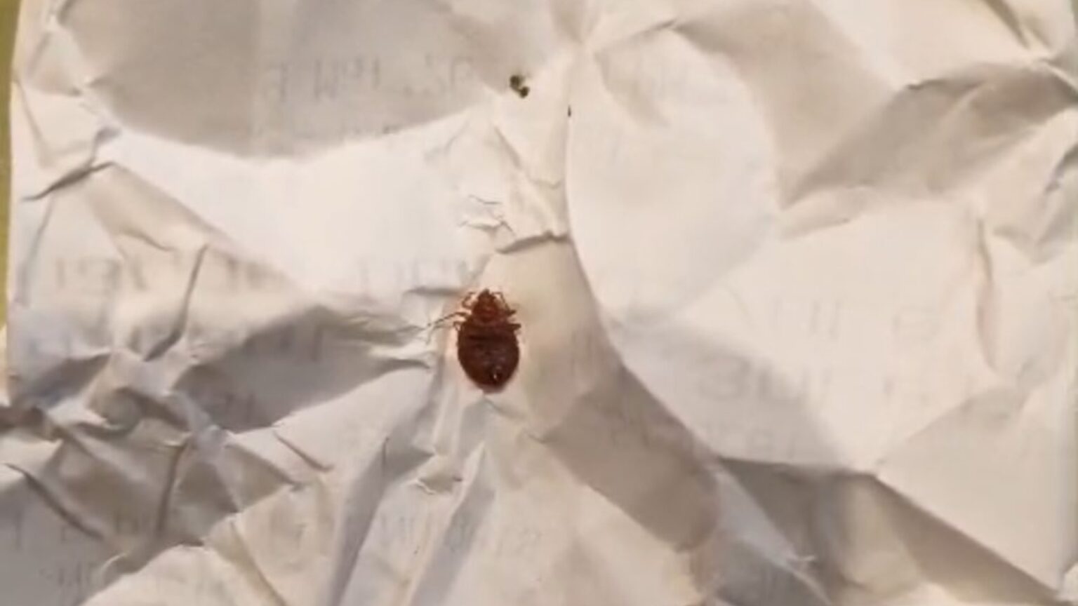 video plosnitele colegele de banca ale elevilor de la liceul sadoveanu din bucuresti parintii se plang ca nu sunt luate masuri iar directoarea vede niste mici gandacei 69afdcb4f0b17