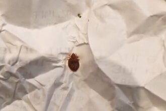 video plosnitele colegele de banca ale elevilor de la liceul sadoveanu din bucuresti parintii se plang ca nu sunt luate masuri iar directoarea vede niste mici gandacei 69afdcb4f0b17