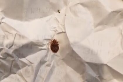 video plosnitele colegele de banca ale elevilor de la liceul sadoveanu din bucuresti parintii se plang ca nu sunt luate masuri iar directoarea vede niste mici gandacei 69afdcb4f0b17