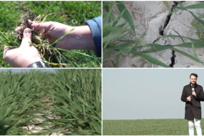 video risc de seceta in vestul si centrul tarii in banat nu a mai plouat de doua saptamani s ar putea sa fie capacul pentru unii fermieri 69bb8dec6b18c