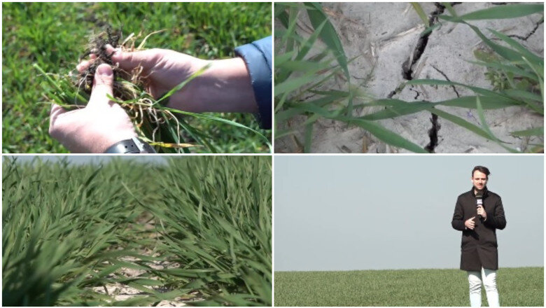 video risc de seceta in vestul si centrul tarii in banat nu a mai plouat de doua saptamani s ar putea sa fie capacul pentru unii fermieri 69bb8dec6b18c