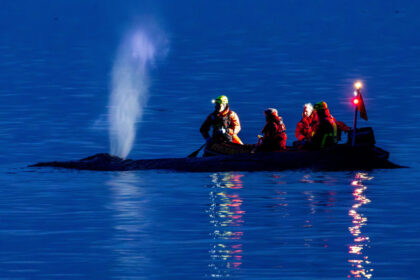 videofoto interventie de urgenta pe coasta marii baltice pentru salvarea unei balene esuate in nordul germaniei 69c1c2fc4022f