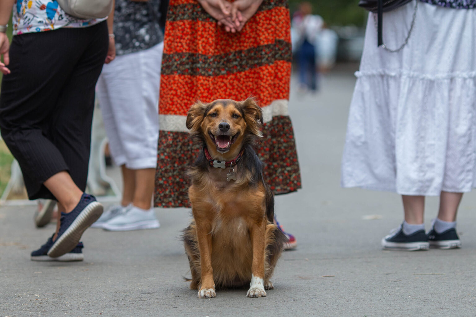 doua targuri de adoptii sunt organizate luna aceasta la circul metropolitan din bucuresti vor avea loc si ateliere pentru copii 69e1e59366255