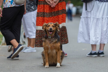 doua targuri de adoptii sunt organizate luna aceasta la circul metropolitan din bucuresti vor avea loc si ateliere pentru copii 69e1e59366255