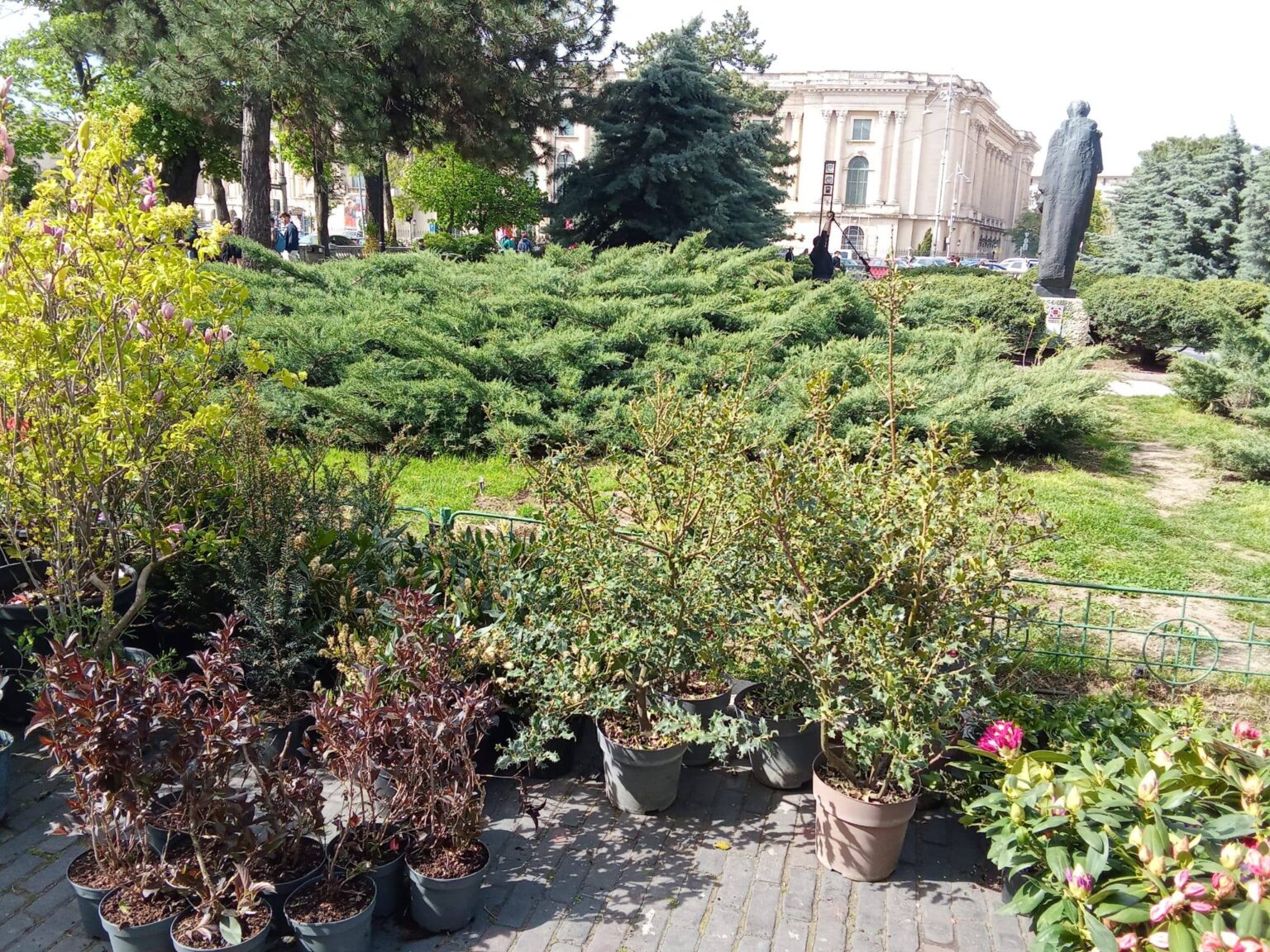 foto a inceput marea plantare din parcul ateneului roman vom avea rudbeckia kniphofia si alte plante cu denumiri greu de pronuntat 69eb7681d8e8e