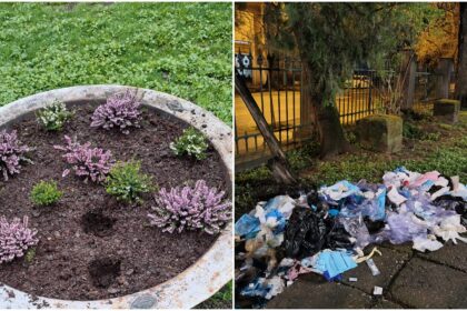 foto flori furate si gunoaie aruncate in parcul cismigiu din bucuresti politia locala a intensificat patrularile 69d0fdc3e111b