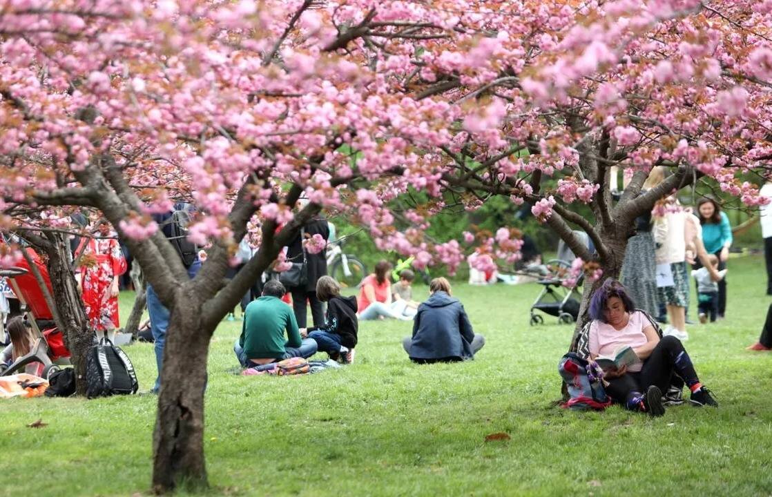 foto gradina japoneza din herastrau cea mai mare din europa s a imbogatit au fost plantati zeci de noi ciresi artari si gutui japonezi pini bonsai si un bambus 69d5ecbde541a