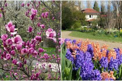 foto minunat dar de paste pentru bucuresteni in gradina botanica toate culorile si toata frumusetea primaverii intr un singur loc 69dcad8a421e6