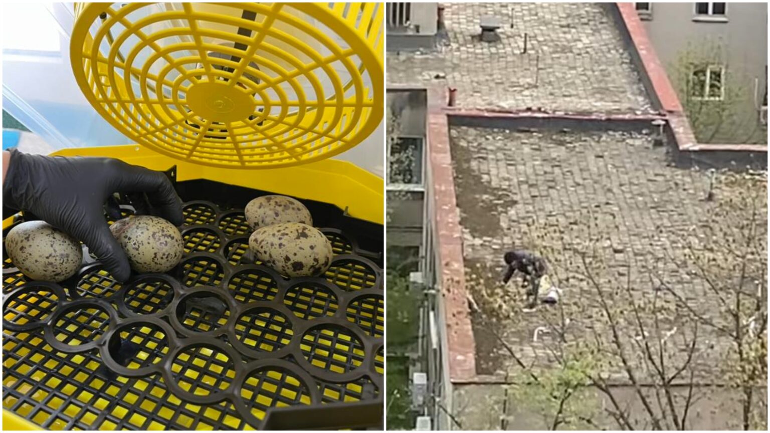 foto un bucurestean care a distrus cuiburi de pescarus aflate pe un bloc s a ales cu dosar penal ouale au fost preluate de fundatia visul luanei 69e0a43a40fcf