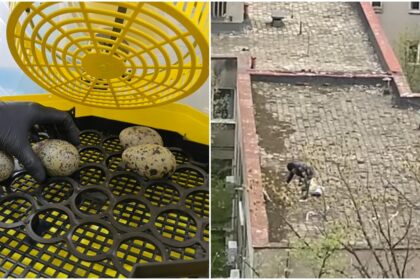 foto un bucurestean care a distrus cuiburi de pescarus aflate pe un bloc s a ales cu dosar penal ouale au fost preluate de fundatia visul luanei 69e0a43a40fcf
