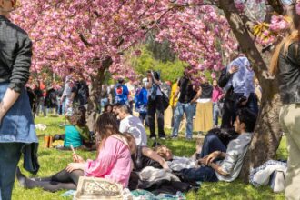 foto un peisagist din japonia se va ocupa de amenajarea gradinii cu ciresi din parcul herastrau promite ciucu are nevoie mereu de improspatare 69e48aa85b9e3