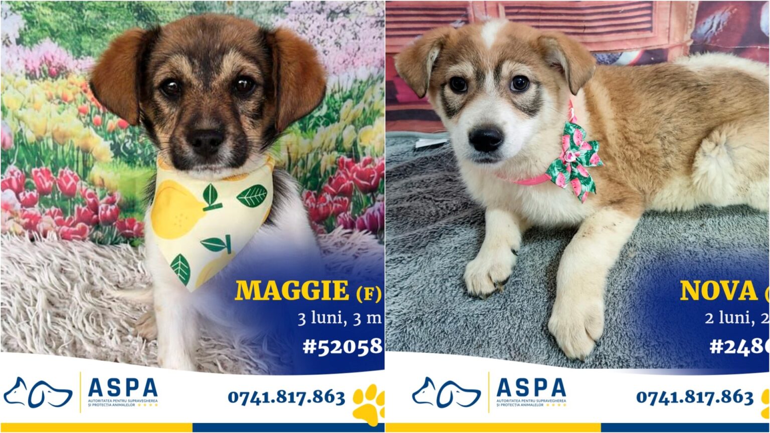 foto vremea rea muta targul de adoptii aspa de maine 15 catelusi prietenosi vor merge duminica in parcul circului sa si gaseasca un nou stapan 69cf8ef81d28b