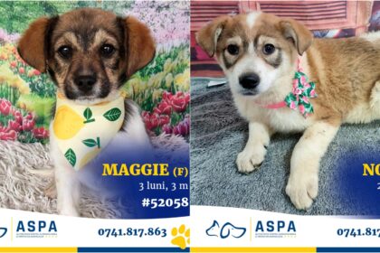 foto vremea rea muta targul de adoptii aspa de maine 15 catelusi prietenosi vor merge duminica in parcul circului sa si gaseasca un nou stapan 69cf8ef81d28b