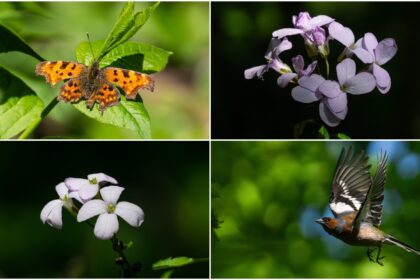 se strang semnaturi pentru ca padurea baneasa sa devina arie naturala protejata f09f8cb3 activisti cerem protejarea plamanului verde al capitalei 69f081f5898b7