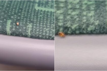 video surpriza foarte neplacuta dintr un tramvai stb plosnite care se frichinesc pe scaune o bucuresteanca cere deratizarea in vehiculele de transport public 69d75bc27668e
