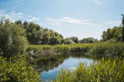 bucurestenii sunt invitati in weekend la ziua stiintei cetatenesti in delta vacaresti va fi o plimbare in natura ghidata de specialisti in biodiversitate 69fa090735f02