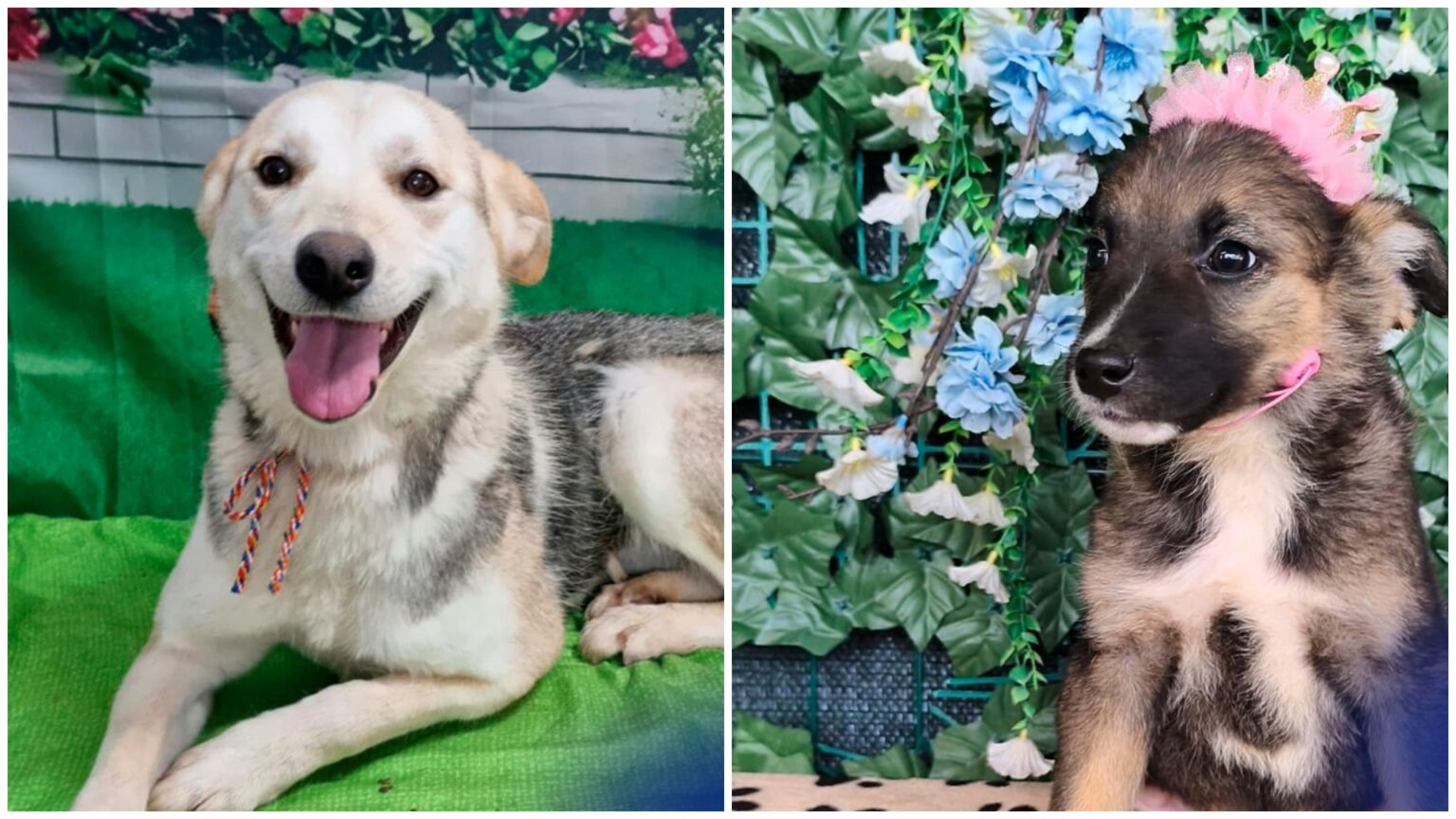 foto cleo lilly harley si alti 17 blanosi de la aspa isi cauta familii iubitoare sambata aceasta targul de adoptii va avea loc in parcul carol 69fb0145bdf44