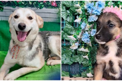 foto cleo lilly harley si alti 17 blanosi de la aspa isi cauta familii iubitoare sambata aceasta targul de adoptii va avea loc in parcul carol 69fb0145bdf44