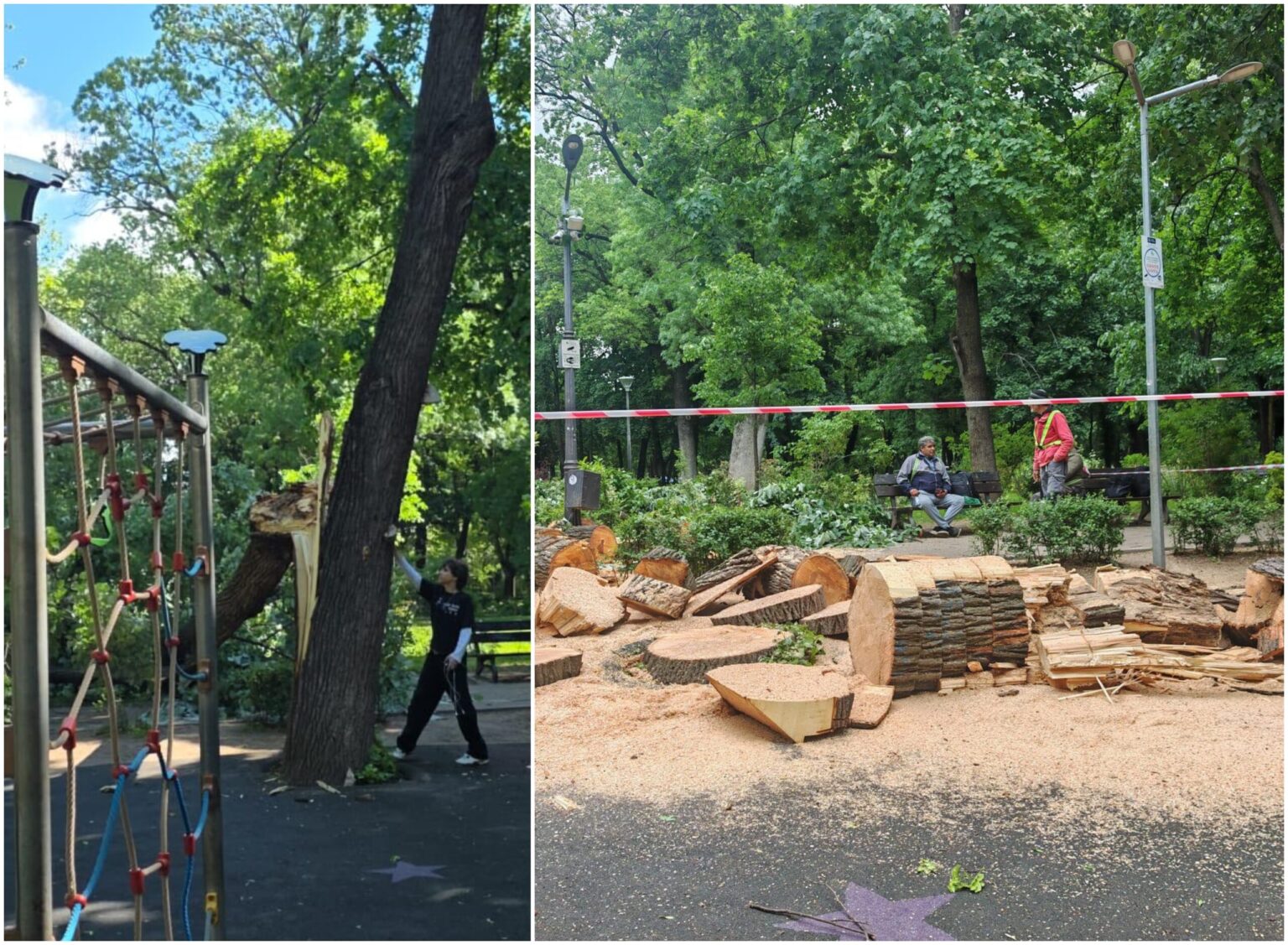 foto e tristete n kiseleff s a mai prapadit un copac urias din parcul monument istoric era fix langa locul de joaca din delavrancea 6a05a91aef1eb