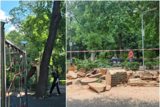 foto e tristete n kiseleff s a mai prapadit un copac urias din parcul monument istoric era fix langa locul de joaca din delavrancea 6a05a91aef1eb
